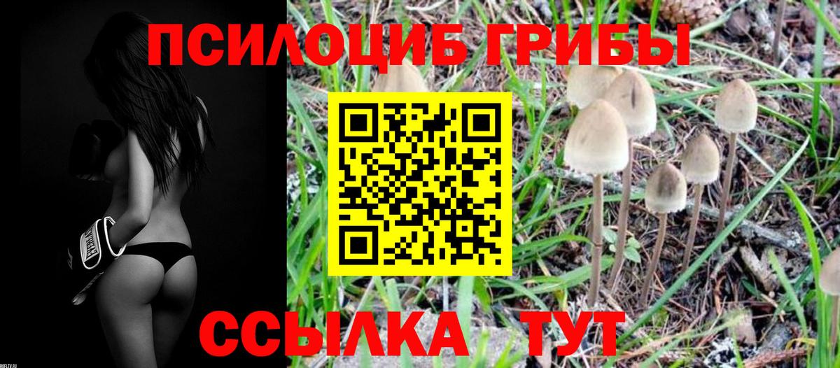 Псилоцибиновые грибы мицелий Корсаков